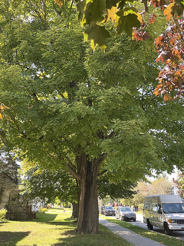 Sugar Maple Tree