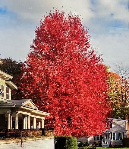 Freeman’s Maple Tree 